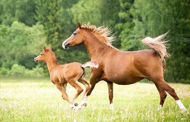 Un puledro e un cavallo che corrono
