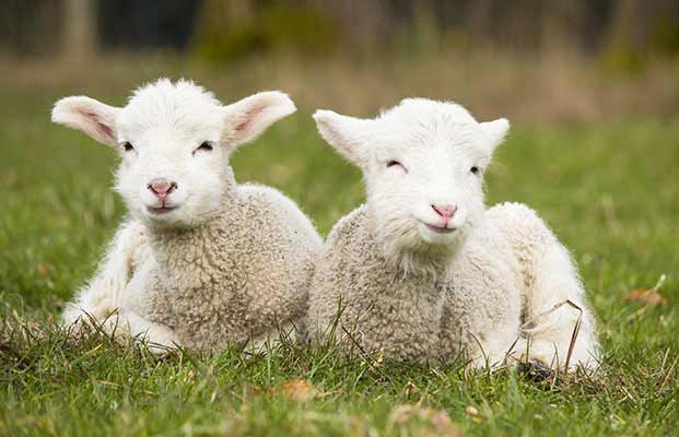 Due giovani pecore in un prato