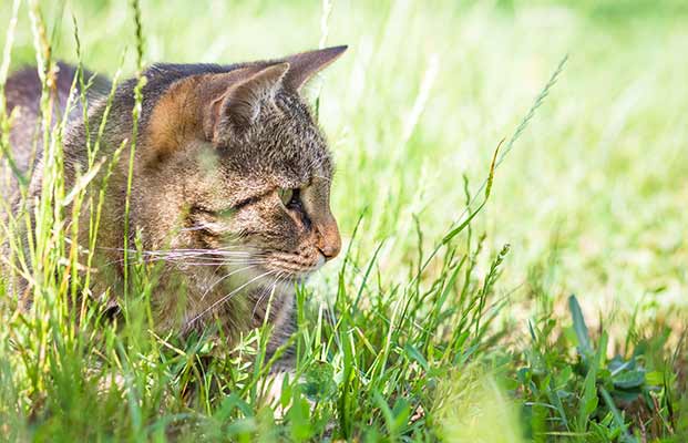 Un gatto a caccia nell'erba alta