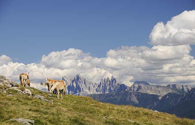 Cavalli e sullo sfondo la montagna