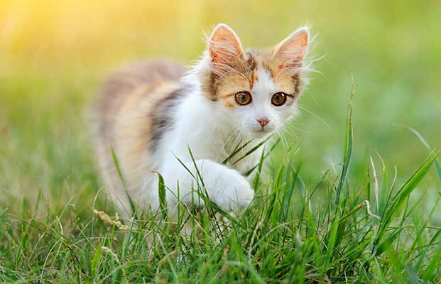 Un giovane gatto nell'erba