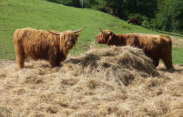 Due bovini highland che mangiano