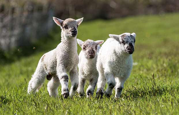 Tre giovani pecore in un prato
