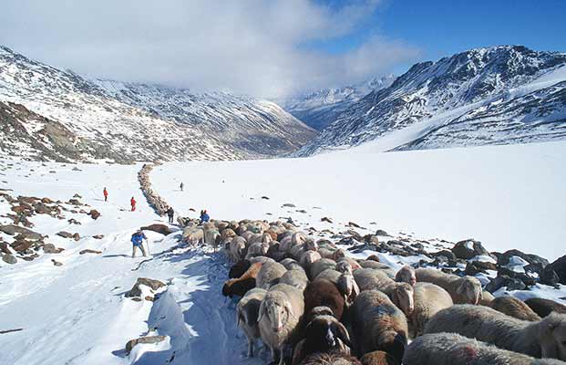 Un grande gregge di pecore in inverno