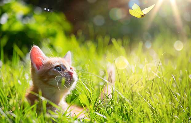 Un gatto nell'erba