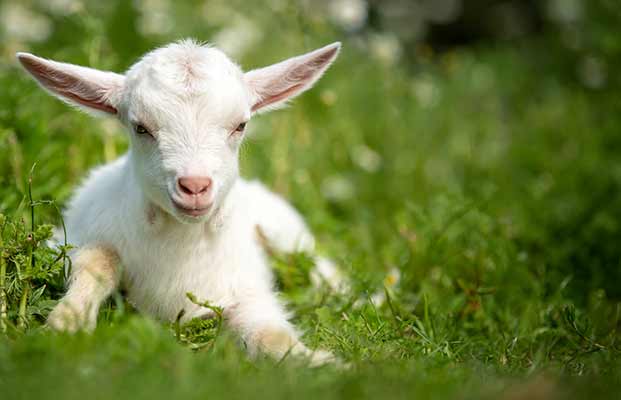 Un bambino nell'erba