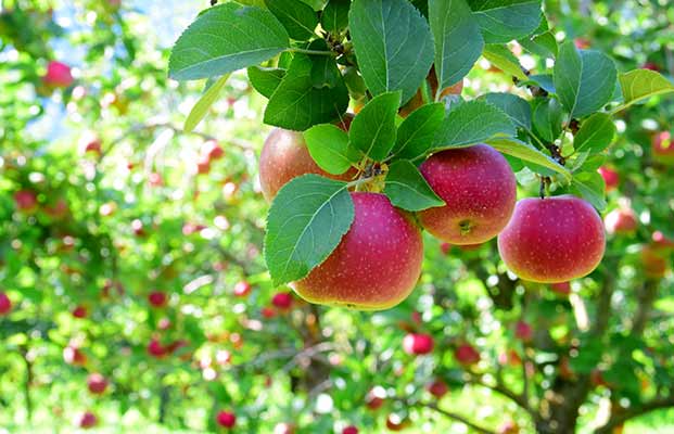 Mele mature da raccogliere su un albero