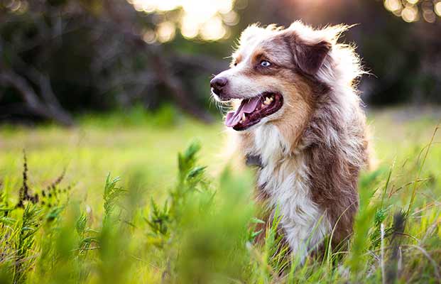 Un cane nell'erba