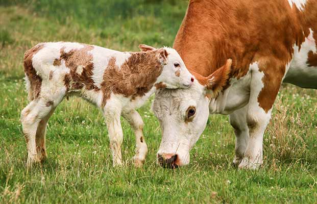 Un vitello e la sua mamma
