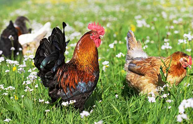 Un gallo orgoglioso con le sue galline