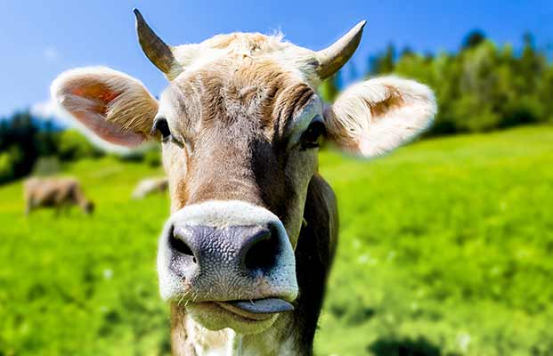 Il ritratto di una mucca