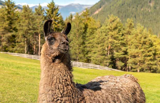 Un lama in un prato