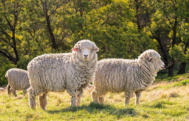 Due pecore in un prato