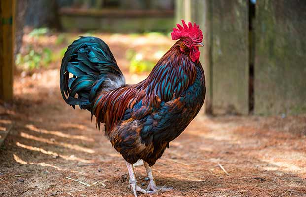 Un gallo orgoglioso