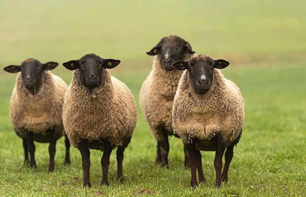 Quattro pecore curiose