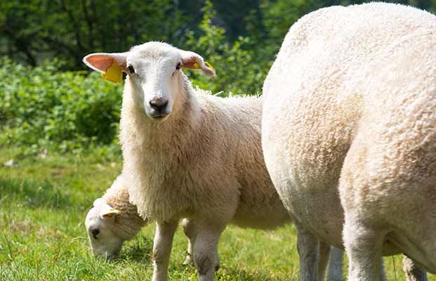 Una pecora in un prato con altre pecore