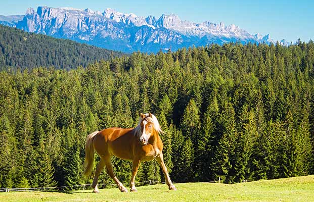 Un cavallo e le montagne dell'Alto Adige sullo sfondo