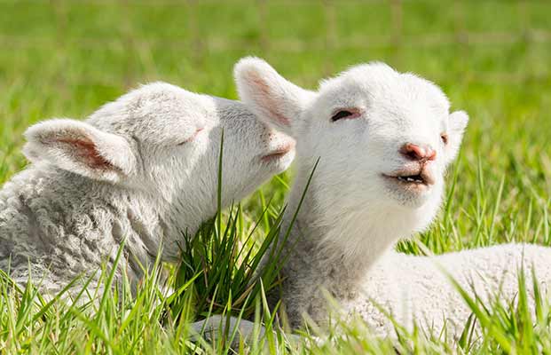 Due giovani pecore che si puliscono
