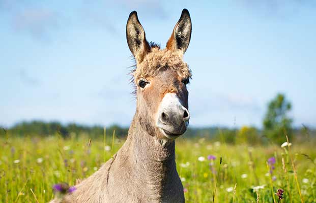 Un giovane asino nell'erba alta