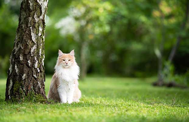 Un gatto sotto un albero