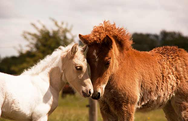 Due pony