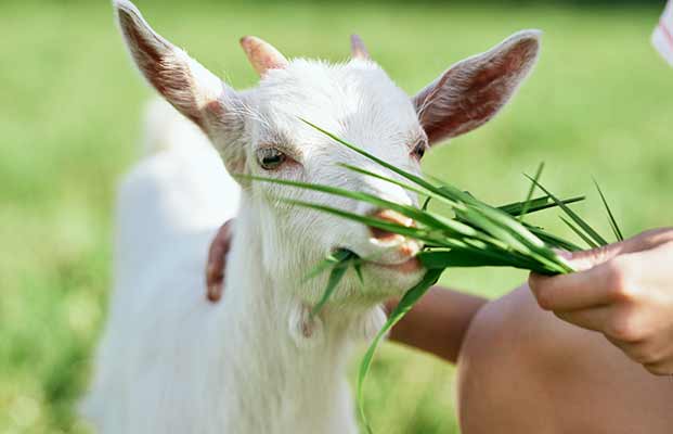 Una capra giovane mangia dalla mano