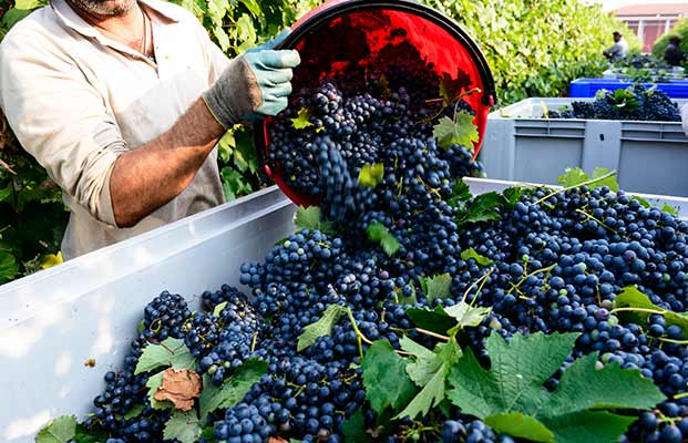 Tanta uva dopo la vendemmia