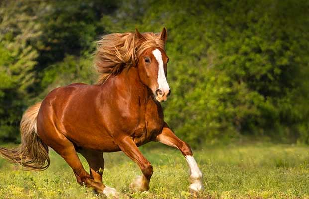 Un cavallo in corsa