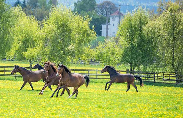 Una mandria di cavalli in corsa