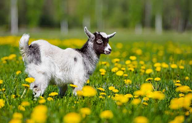 Una capra giovane tra tanti fiori di buster