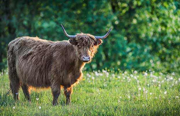 Un bovino delle Highlands in un prato