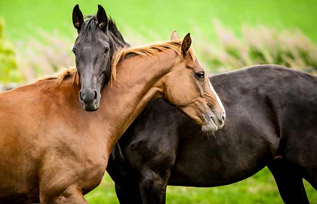 Due cavalli a Margreid