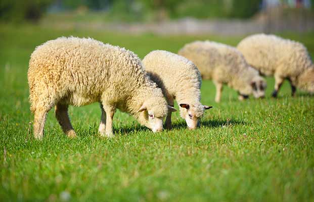 Quattro pecore che mangiano