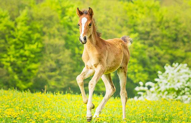 Un puledro felice a Meltina