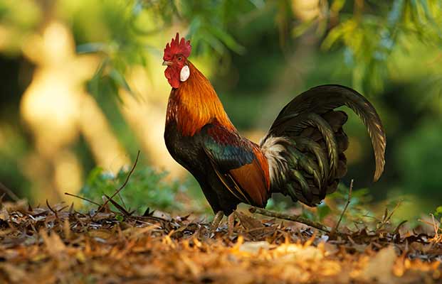 Un gallo in esplorazione