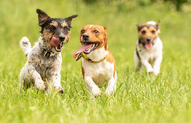 Tre giovani cani che giocano