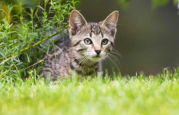 Un giovane gatto in cerca di cibo