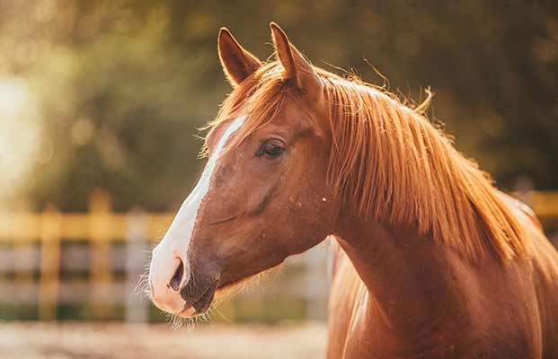 Un cavallo alla luce della sera