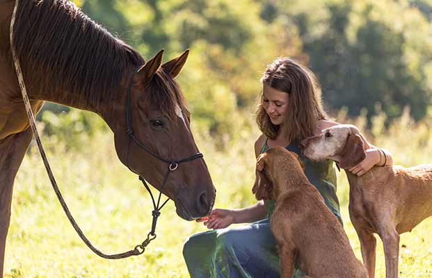 Cavalli con donna e cani