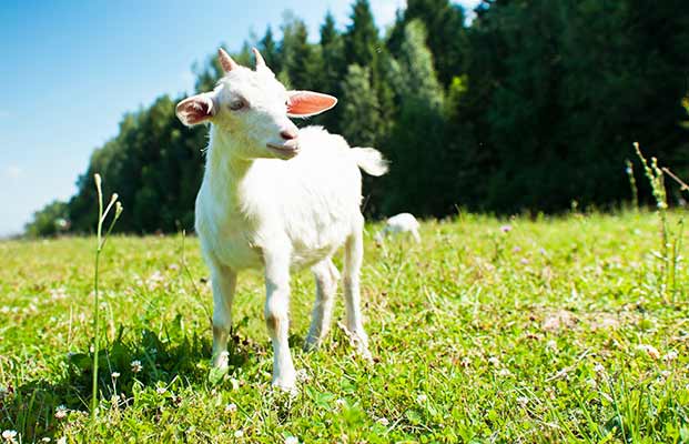 Una capretta in un prato