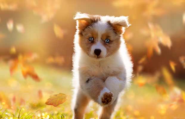 Un giovane cane in autunno