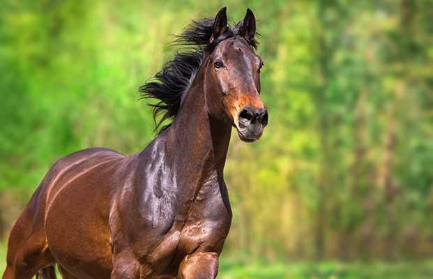 Un cavallo a Vadena