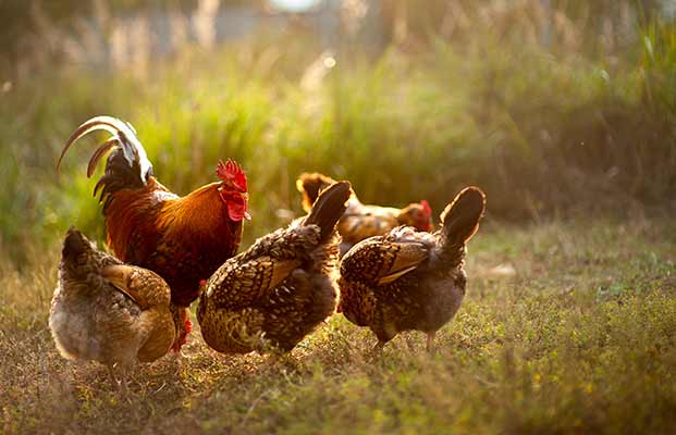 Un gallo con le sue galline