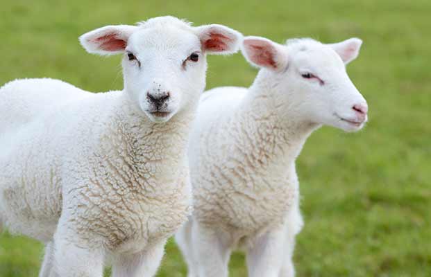 Due giovani pecore