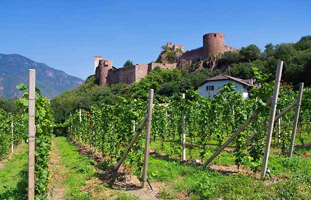 Il castello di Sigmundskron con le viti