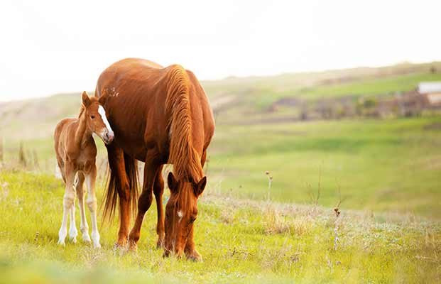 Cavallo con puledro