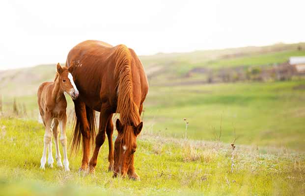 Cavallo con puledro