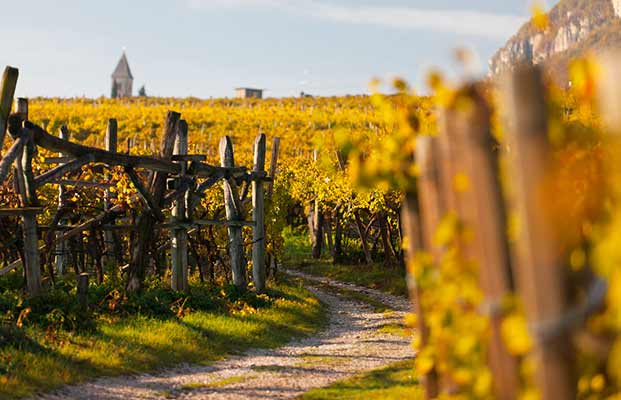 Vista sulle vigne di Termeno