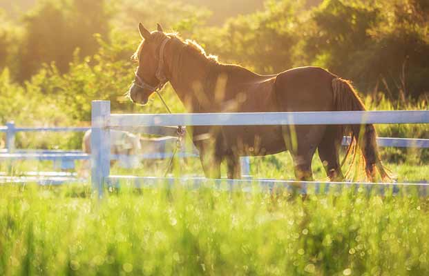 Un cavallo a Termeno