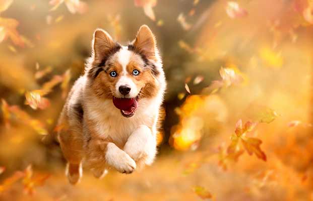 Un cane felice in autunno